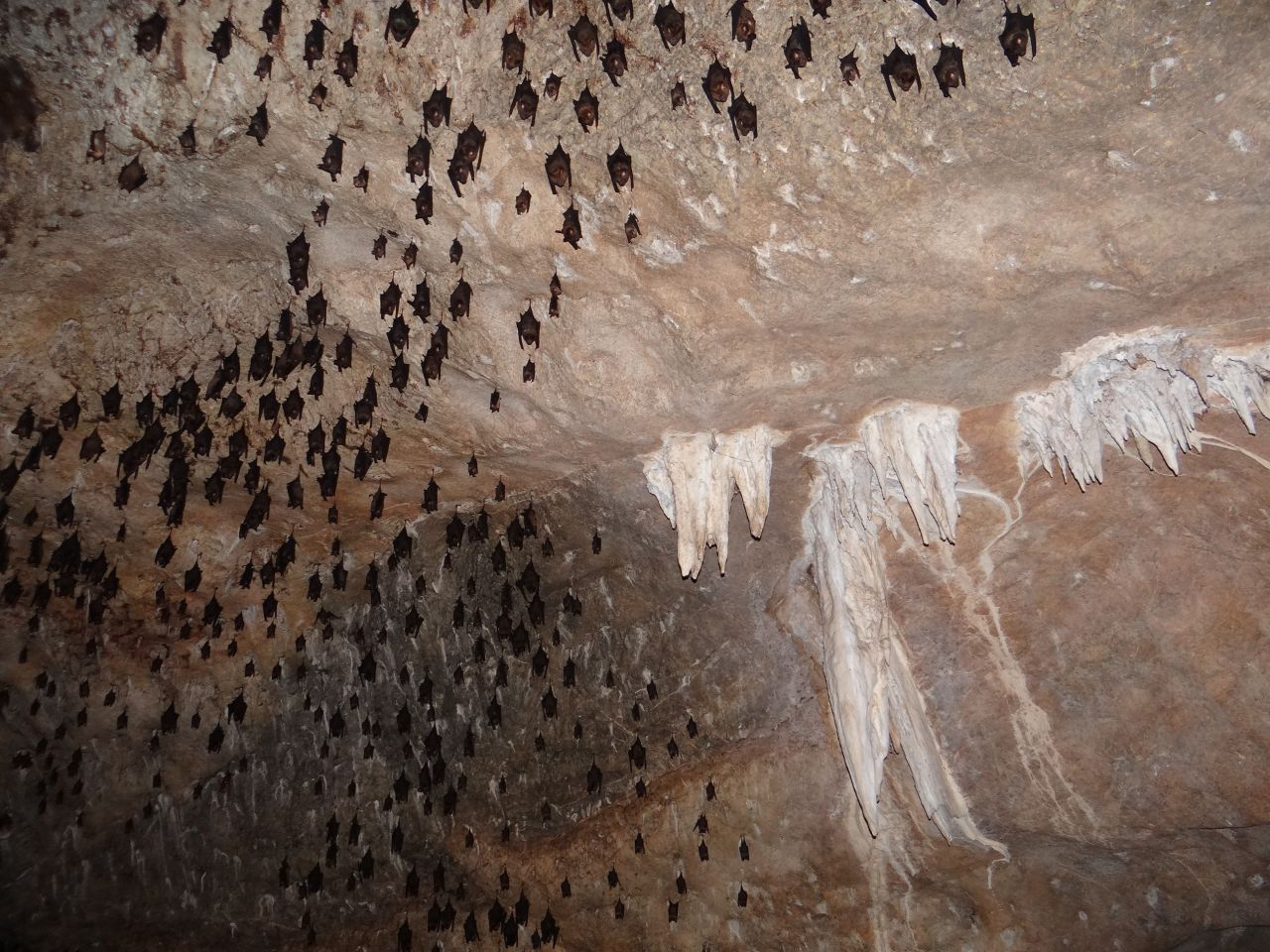 Малайзия. Остров Лангкави. Пещеры острова. Летучие мыши. - Австралия, Сингапур, Малайзия,Филиппины. Декабь 2012-январь 2013.