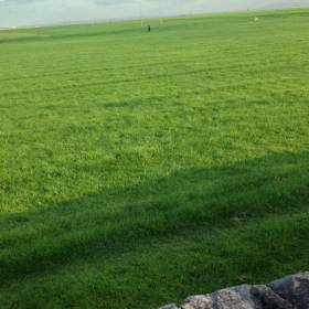 вот такая изумрудная трава у них круглый год - Поездка в Ирландию октябрь 2013