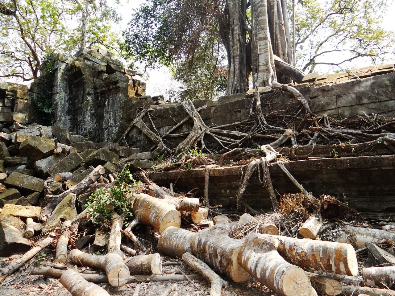 Идет интенсивное освобождение строений от пожирающих их джунглей. - Камбоджа, Лаос. Февраль 2014. Часть 3.