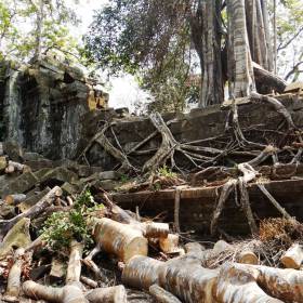 Идет интенсивное освобождение строений от пожирающих их джунглей. - Камбоджа, Лаос. Февраль 2014. Часть 3.