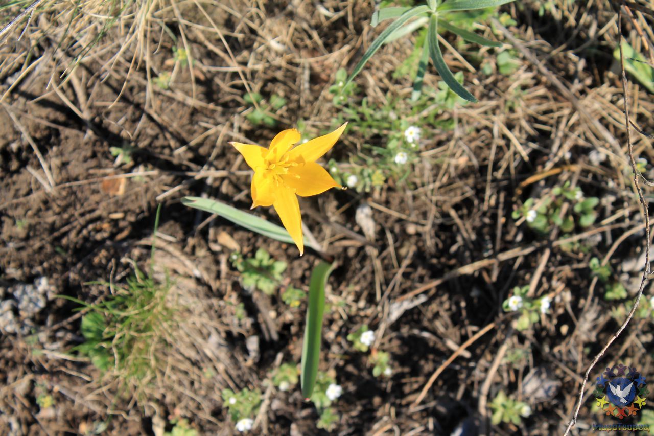 Желтые цветок, название которого не известно - Аркаим. Май. 2014 год.