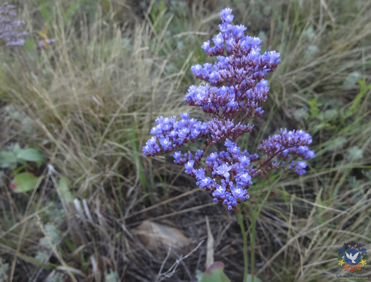 Степной цветок - Аркаим, июль 2014