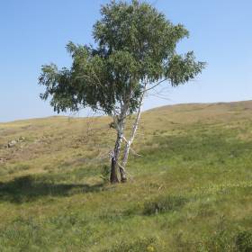 Единственное дерево в той местности - Аркаим. Июнь 2015.