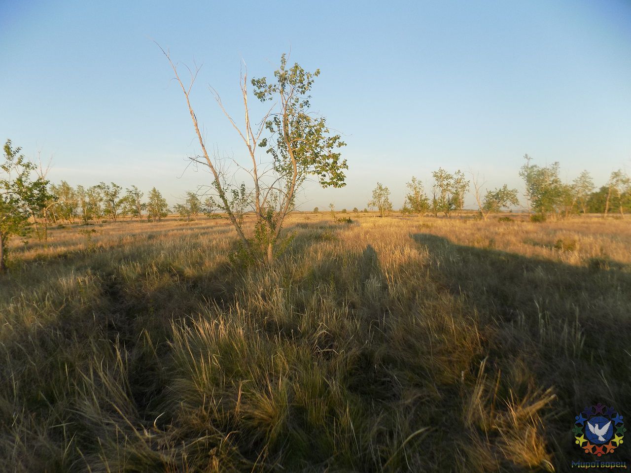 Линии отличаются цветом травы и направлением роста  - Майский вояж «Екатеринбург - Башкирия - Казахстан - Аркаим»