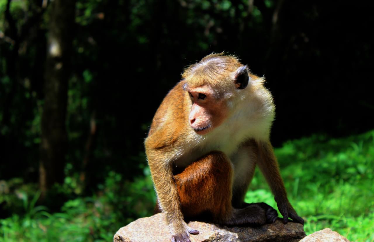Год Огненной обезьяны - год удачных авантюр, интуитивных решений, активности и жизнелюбия...наша любимая жизненная позиция. - Шри-Ланка.