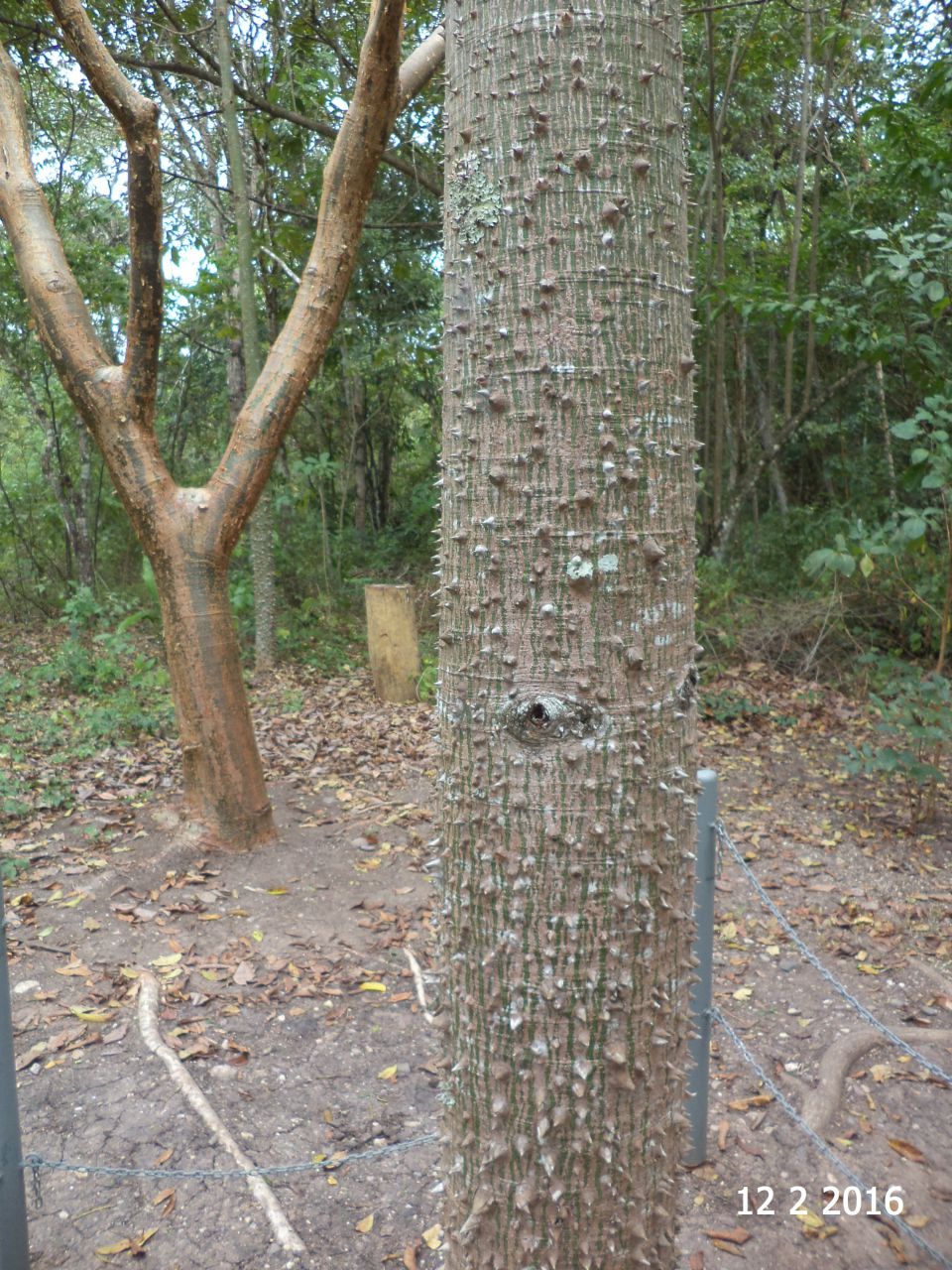 Сейба - дерево майя - Центральная Америка. 2016