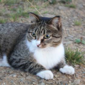 Вот такой красавец кот. На Белогорье был точно такой же дух горы - кошка, жаль что не попала в кадр - Поездка группы «Вестники» на г. Белую, Белогорье и Гляденоскую гору 20 августа  2016 года