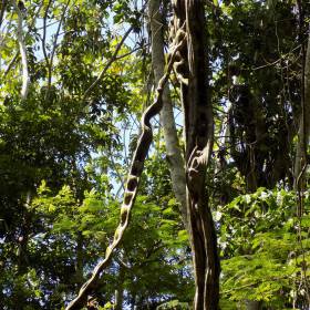 лестничная лиана, обезьяны обучают своих детенышей по этой лиане карабкаться вверх - Айяуаска.