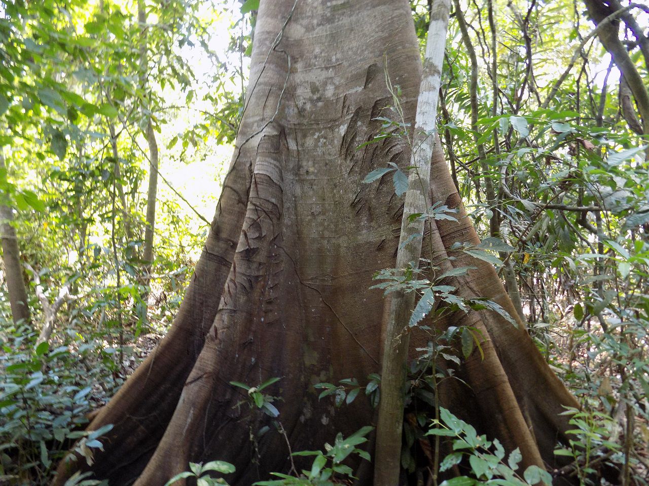 дерево обладает антипаразитарным действием, по зарубкам видно, что местные жители пользуются дарами джунглей - Айяуаска.