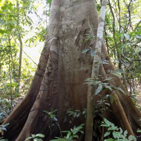 дерево обладает антипаразитарным действием, по зарубкам видно, что местные жители пользуются дарами джунглей - Айяуаска.