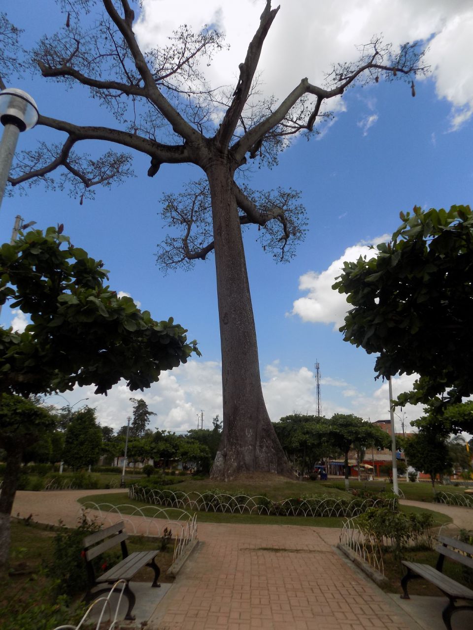 Центральная площадь. Священное дерево, по легенде пока живо дерево - жив город - Айяуаска.
