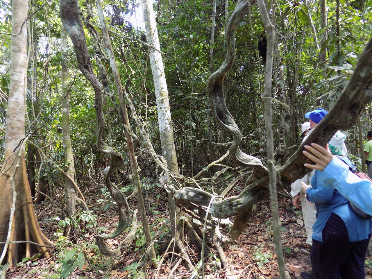 Курандеро периодически уходят в джунгли в одиночку на месяц и более, что бы очиститься, восстановиться и изучить растения  - Айяуаска.