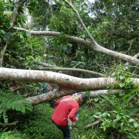 Тропинку к дереву-Аварат преграждали поваленные деревья после урагана - Вновь Айяуаска