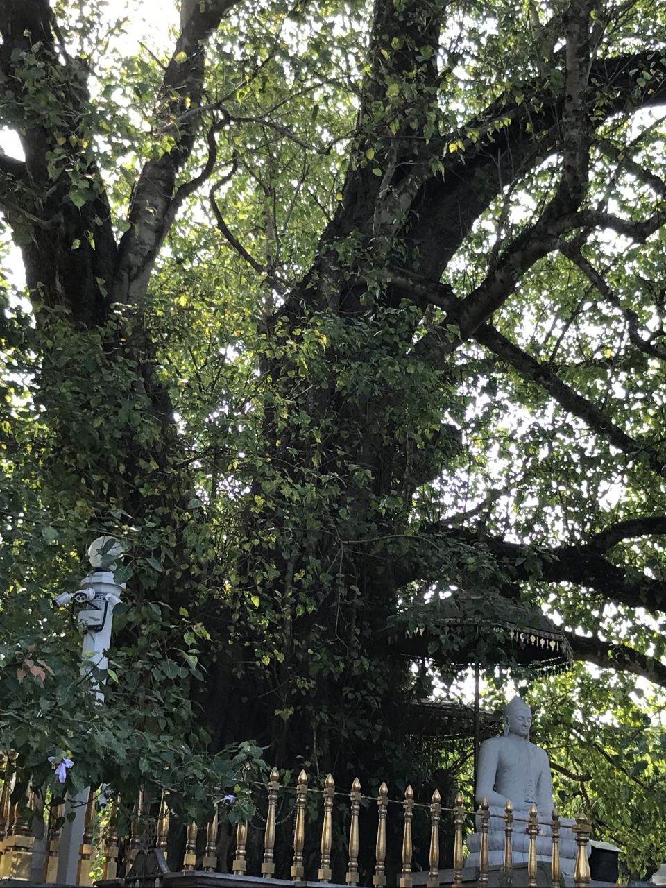 Слева от Келании растет священное дерево Бодхи. Его окружает каменный постамент и ограда для охраны от чересчур ретивых прихожан. Верующие искренне считают, что в его тени некогда отдыхал, медитировал и читал проповеди сам Будда. - Шри-Ланка 2017. Часть 1.