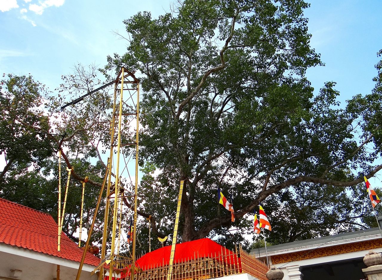 Отросток этого дерева взят от ствола Дерева Бо, под которым обрел просветление Будда, и привезен сюда монахиней Сангамиттой - Шри-Ланка 2017. Часть 2.
