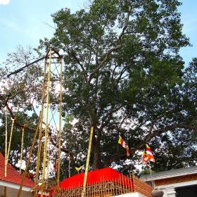 Отросток этого дерева взят от ствола Дерева Бо, под которым обрел просветление Будда, и привезен сюда монахиней Сангамиттой - Шри-Ланка 2017. Часть 2.