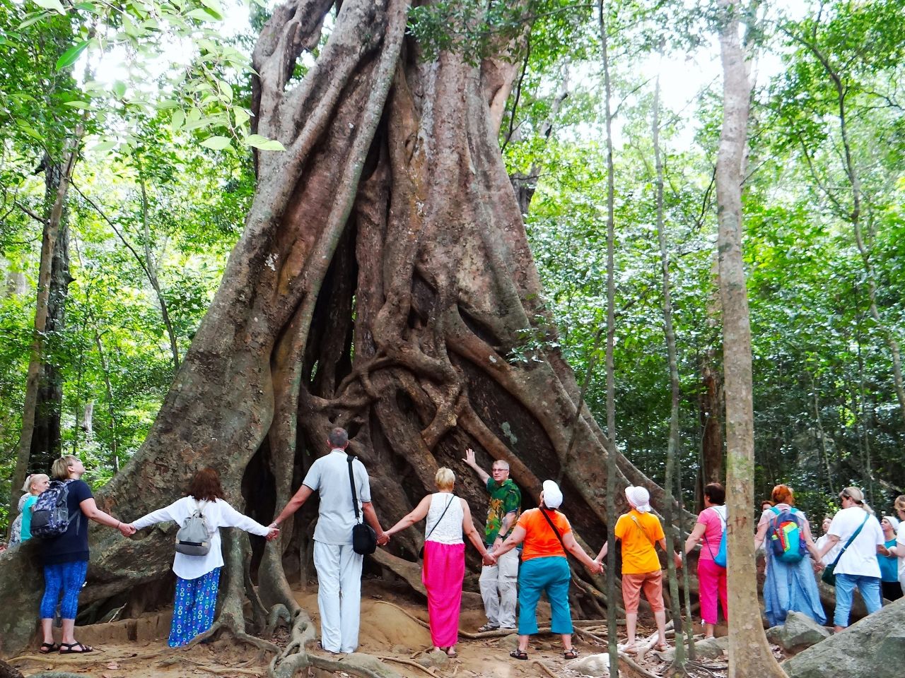 Самое большой дерево в данной местности. - Шри-Ланка 2017. Часть 3.