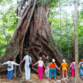 Самое большой дерево в данной местности. - Шри-Ланка 2017. Часть 3.