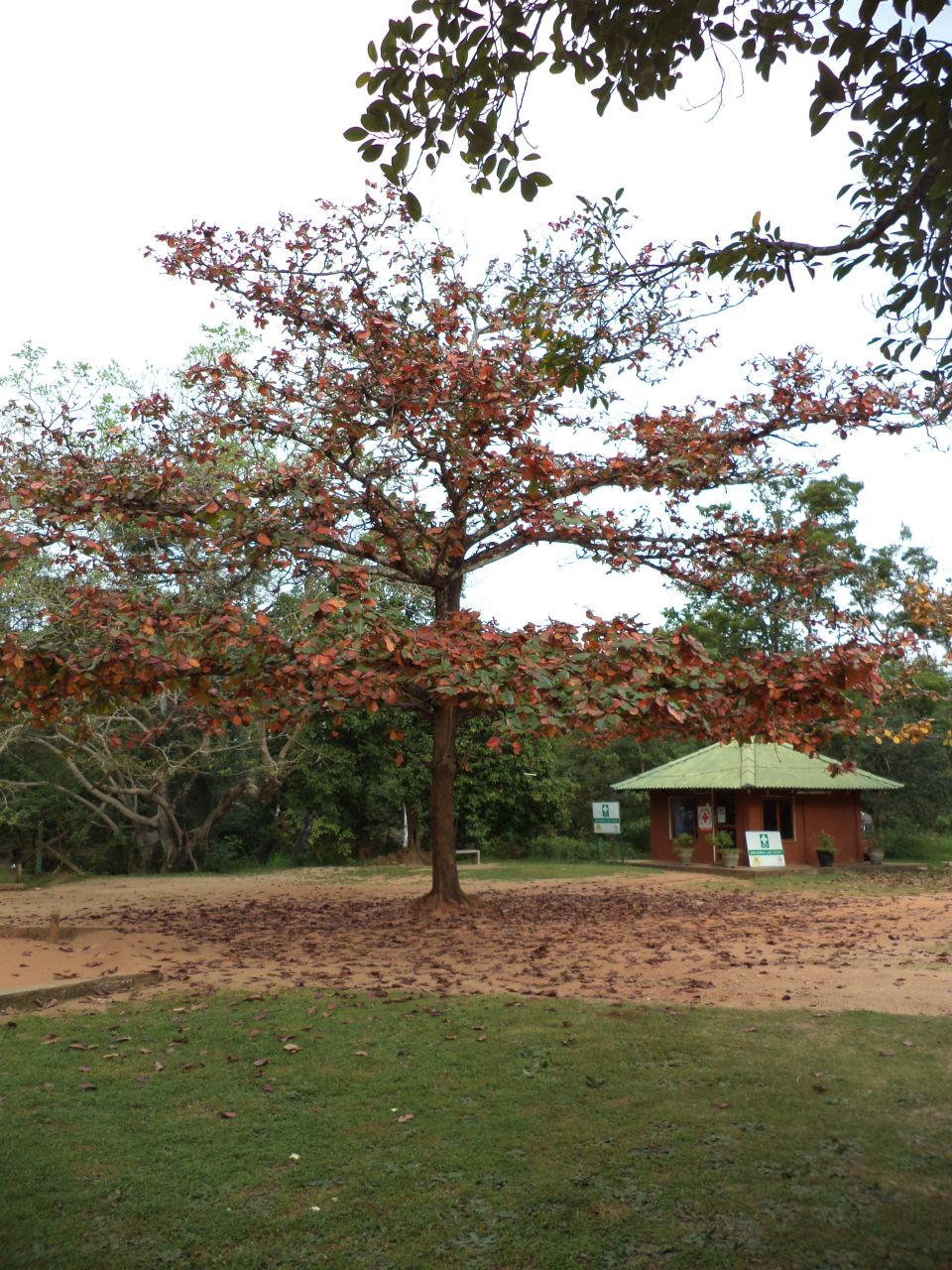 просто красивое дерево, не пальма, как кругом - Шри-Ланка 2017