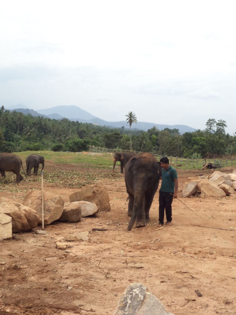 Слоновий питомник - Шри-Ланка 2017