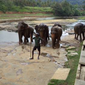 Купание слонов - Шри-Ланка 2017