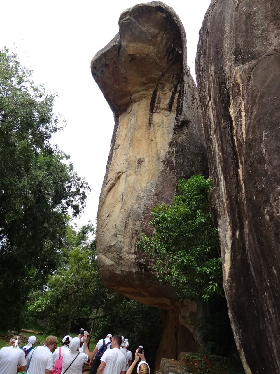 Один из проходов к скале охраняет гигантская змея.  - Шри-Ланка 2017. Часть 4.