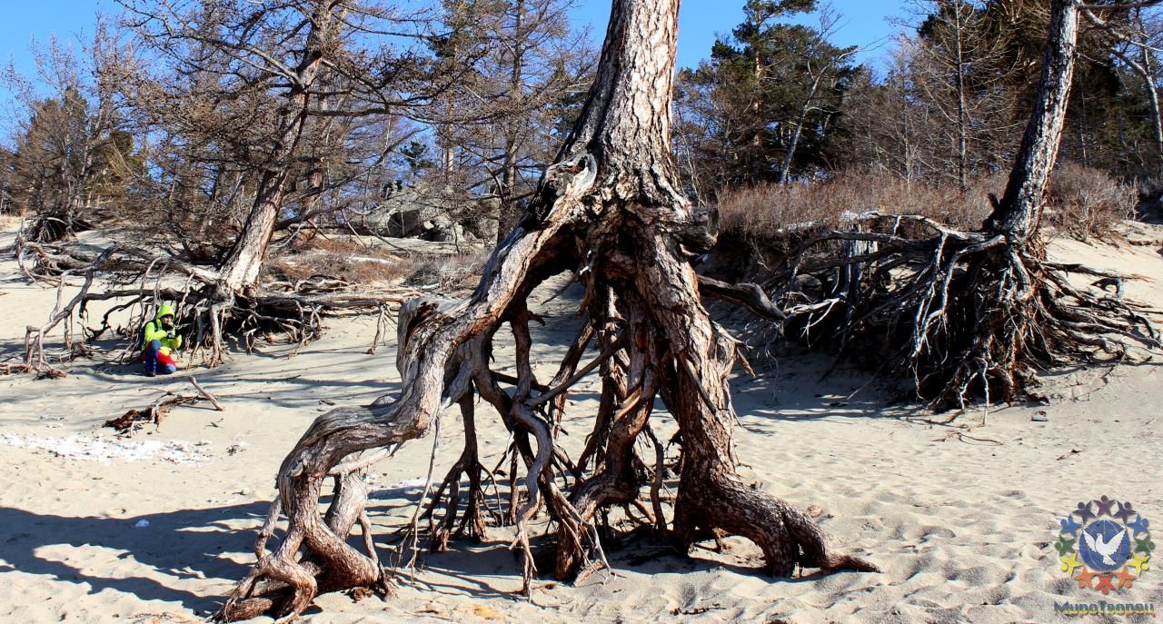 Уникальные ходульные деревья бухты Песчаная, очень жаль, но скоро они совсем исчезнут. - Море - солнца...мороза...и льда...