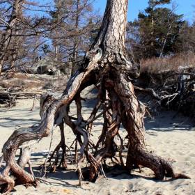Уникальные ходульные деревья бухты Песчаная, очень жаль, но скоро они совсем исчезнут. - Море - солнца...мороза...и льда...