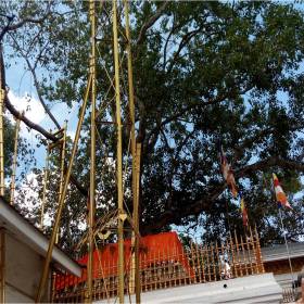 Дерево «Бо» - это одна из главных святынь буддистов Шри-Ланки. Его возраст насчитывает более 2250 лет. Дерево выращено из отростка индийской дикой фиги, саженца, взятого от дерева в Будха Гойя (Непал), под которым Будда достиг просветления. Отросток был привезен на остров Цейлон в 3 веке до н.э. монахиней Сангамиттой, дочерью индийского императора Асоки в 230 г. до н.э., и был посажен в королевском парке Анурадхапуры. Так как дерево будха Гойя в Непале не сохранилось, то Бо - это самое старое, исторически документированное дерево на Земле: его возраст -23 века. Конечно, не всё дерево целиком прожило столько лет. В 19 веке основной ствол дерева Махабодхи в Анурадхапуре был вырублен английским фанатиком, однако, остался малый ствол, который сейчас почитается и поддерживается золотыми подпорками.  - 2017 ШРИ-ЛАНКА Анурадапура