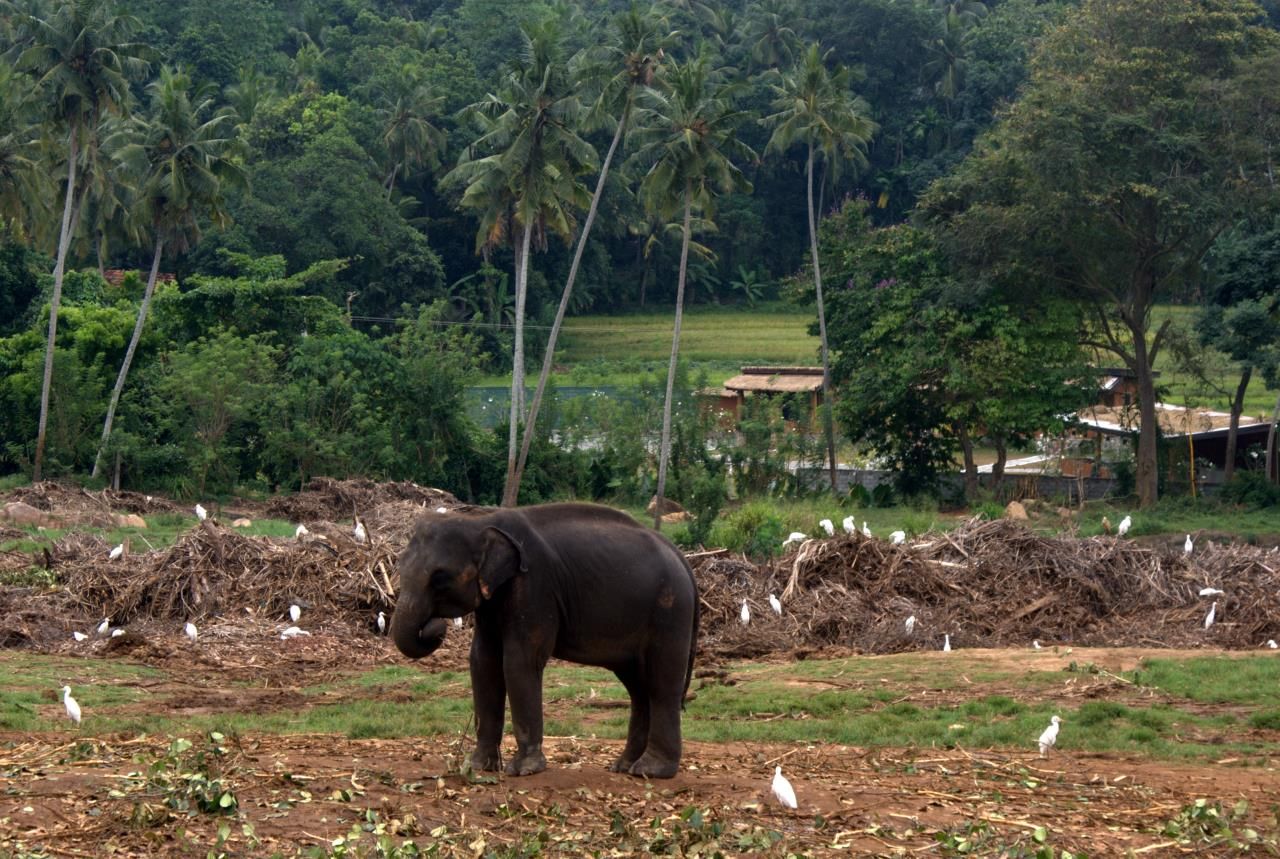 Далее мы направляемся в слоновий питомник. Слоны – это символ Шри-Ланки. Долгое время они подвергались охоте и истреблению со стороны  браконьеров и фермеров. Однако в настоящий момент существует многочисленные проекты со стороны государства, направленные на их охрану и развитие. Как вариант – в результате поездки :-), в апреле этого года, отменили запрет, чтобы держать слонов дома.  При этом правительство Шри-Ланки составило список условий, которым обязан будет следовать хозяин, усыновивший слона. Это касается содержания, кормления и отсутствия насилия по отношению к животному. Состоятельные люди снова смогут усыновлять малышей-слонят. Для этого необходимо заплатить сумму в 10 000 000 рупий, что примерно составляет 66 000 долларов. - 2017 ШРИ-ЛАНКА ПИННАВЕЛА – КАНДИ