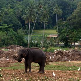 Далее мы направляемся в слоновий питомник. Слоны – это символ Шри-Ланки. Долгое время они подвергались охоте и истреблению со стороны  браконьеров и фермеров. Однако в настоящий момент существует многочисленные проекты со стороны государства, направленные на их охрану и развитие. Как вариант – в результате поездки :-), в апреле этого года, отменили запрет, чтобы держать слонов дома.  При этом правительство Шри-Ланки составило список условий, которым обязан будет следовать хозяин, усыновивший слона. Это касается содержания, кормления и отсутствия насилия по отношению к животному. Состоятельные люди снова смогут усыновлять малышей-слонят. Для этого необходимо заплатить сумму в 10 000 000 рупий, что примерно составляет 66 000 долларов. - 2017 ШРИ-ЛАНКА ПИННАВЕЛА – КАНДИ