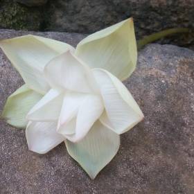 Лотос - священный цветок буддизма удивляет ученых всего мира, его листья и лепестки всегда остаются чистыми. Цветок лотоса служит символом духа, возвысившегося над чувственным миром, так как он сохраняет свой незапятнанно белый цветок, появляясь из илистой воды. В буддизме лотос символизирует изначальные воды, духовное раскрытие, мудрость и нирвану. Лотос посвящен Будде, «Жемчужине Лотоса», явившемуся из лотоса в виде пламени. Это образ чистоты и совершенства: вырастая из грязи, он остается чистым - так же, как Будда, рожденный в мире. Будда считается сердцем лотоса, он восседает на троне в виде полностью раскрывшегося цветка. Кроме того, в буддизме с появлением лотоса связывается начало новой космической эры. Полный расцвет лотоса олицетворяет колесо непрерывного цикла существования и является символом Гуань-иня, Будды Майтрейи и Амитабхи. Как лотос существует в трех элементах (земля, вода и воздух), так и человек живет в трех мирах: материальном, интеллектуальном и духовном. Причем вода, где растет лотос, означает изменчивый мир иллюзий. В тибетской традиции лотос обозначает колесо жизни, где прошлое, настоящее и будущее представлены одновременно. Нераспустившийся бутон, распустившийся цветок, а также семена лотоса символизировали соответственно прошлое, настоящее и будущее, а «жемчужина в лотосе» означала выход из колеса перерождений и смерти и достижения Нирваны. - 2017 ШРИ-ЛАНКА ПИННАВЕЛА – КАНДИ