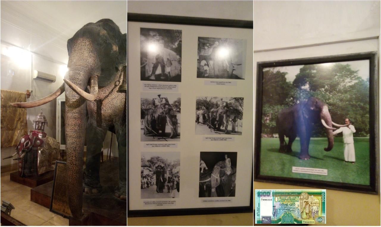 Следуя по территории комплекса, мы подошли к небольшому помещению, в котором хранится чучело слона. Это Слон Раджа, пойманный в джунглях в 1925-м году, он был отнесен к высшей, десятой категории, и продан за баснословные деньги храму. Ежегодно, с 1950 года и до смерти в 1988-м, слон во время фестиваля Эсала Перахера нес позолоченный ларец со священной реликвией — зубом Будды. При жизни Раджу объявили национальным достоянием Шри-Ланки. После смерти его чучело поместили в музей при храме, а изображение — на банкноту. Говорят Слон был очень мудр. На входе нас охватило чувство тревоги, сердце сжалось, Душа затрепетала, мы увидели слезы в глазах слона. Многие из нас не смогли сдержать своих слез (стоит отметить, что гиды очень удивились, увидев, что у слона текут слезы, так как раньше их не было). Наша версия: Душа Слона была здесь и держали ее мощные силы. Все, кто присутствовал в этот момент, принял участие в действии по освобождению Души Слона из заточения. По нашим ощущениям – у нас получилось освободить Душу (Душу высокого порядка, пришедшую сюда с определенной задачей в тело Слона). Инсайт: нам стало понятно, почему на протяжении всей поездки мы ни могли смотреть на слонов без слез.  - 2017 ШРИ-ЛАНКА ПИННАВЕЛА – КАНДИ