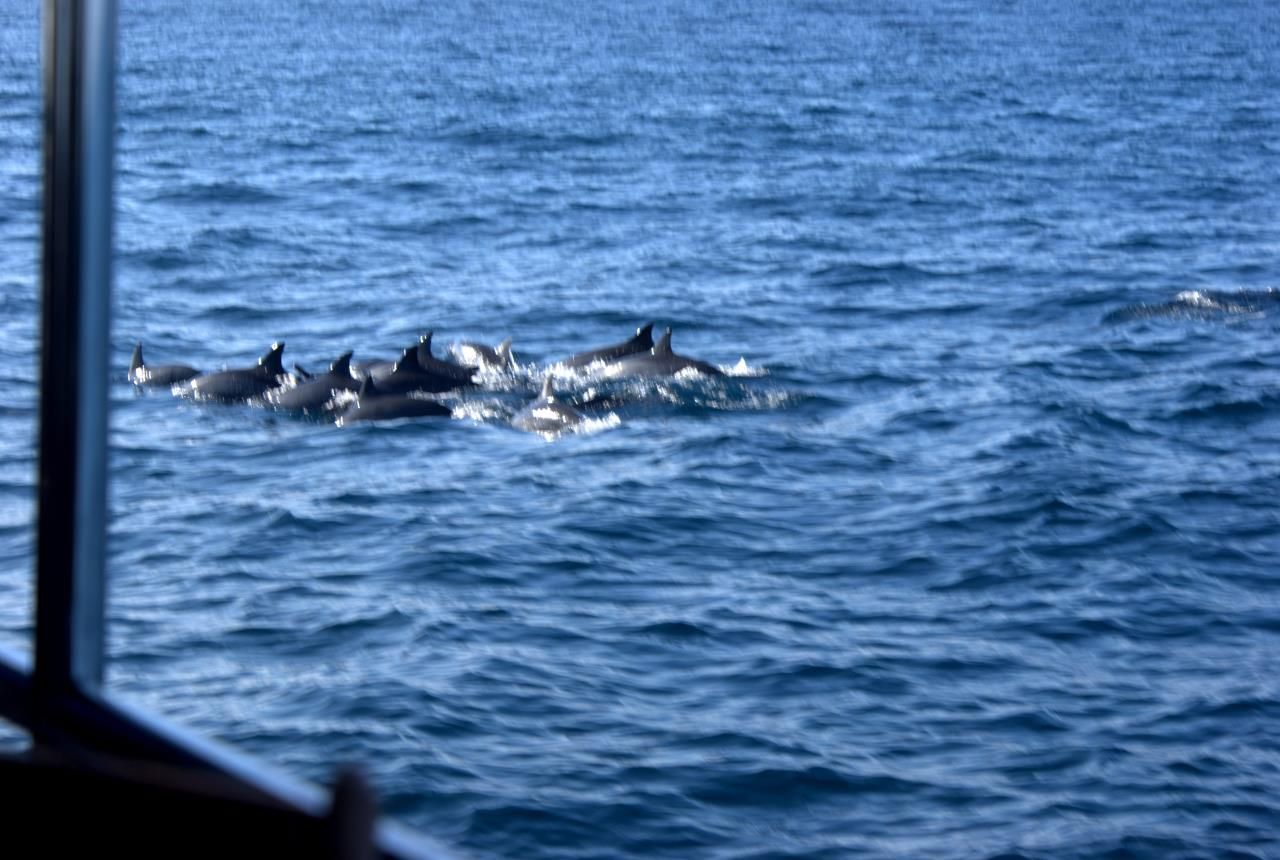 Нас встретили Дельфины. Только чувства наши были разными. С одной стороны – радость встречи и общения с этими существами, с другой стороны – боль от того, что мы видели вокруг. Как только появлялась стая дельфинов или киты, все лодки (а их было более 10) стремительно направлялись в эту точку, порой разбивая стаи дельфинов, проходя по ним. Чувство «загнать» превалировало над чувством радости и наслаждения от соприкосновения с чудом природы.  - 2017 ШРИ-ЛАНКА Калутара и Киты