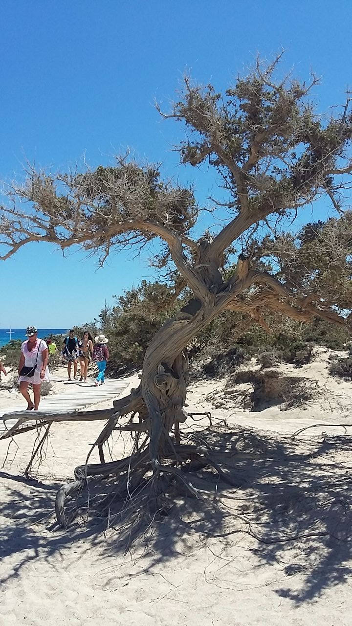 дерево-ветер - остров Крит и необитаемые острова Греции. 2017