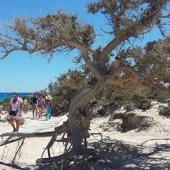 дерево-ветер - остров Крит и необитаемые острова Греции. 2017
