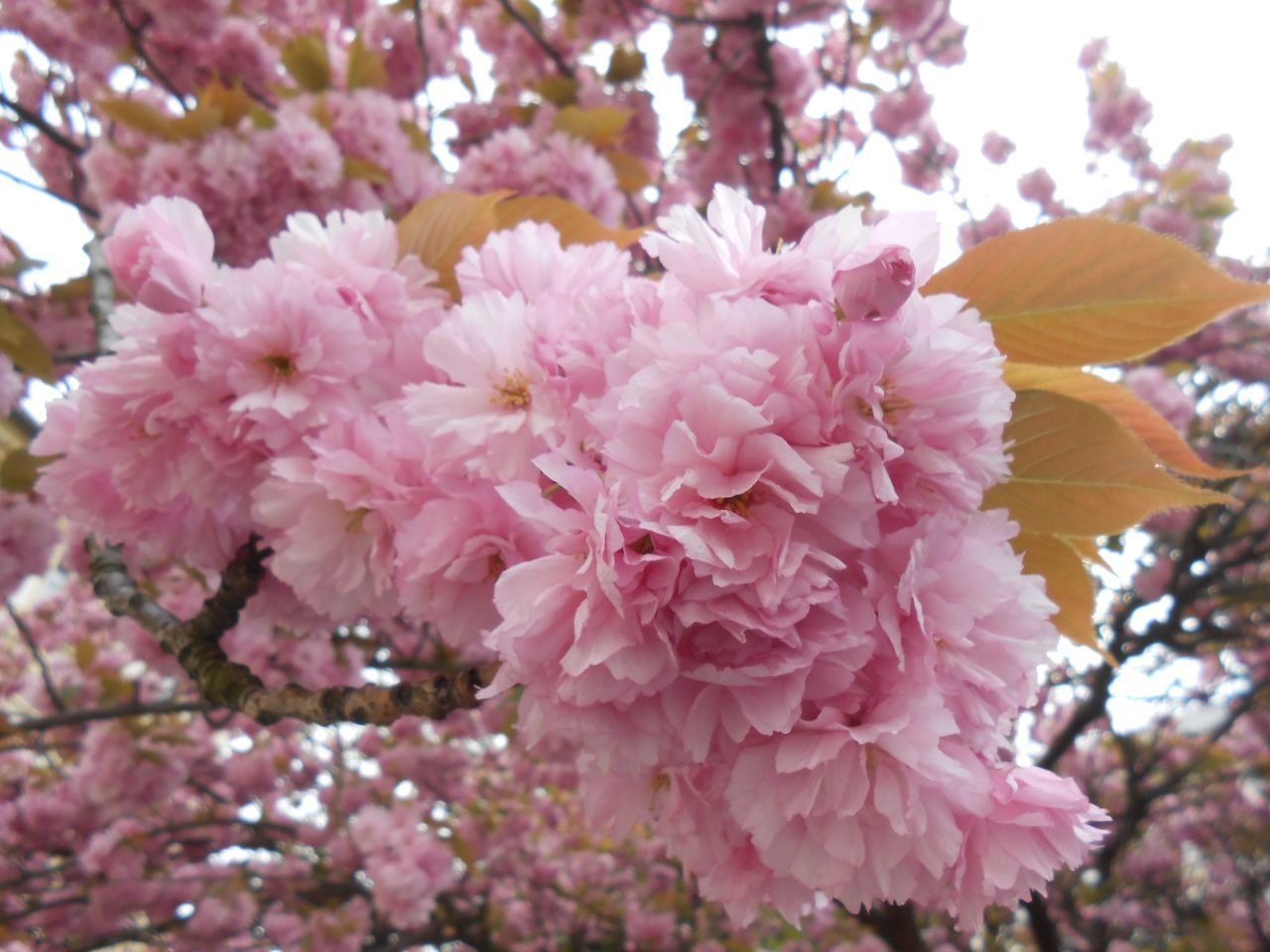 цветет японская вишня - ФОТО из поездки по Европе апрель 2018