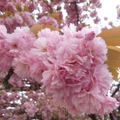 цветет японская вишня - ФОТО из поездки по Европе апрель 2018