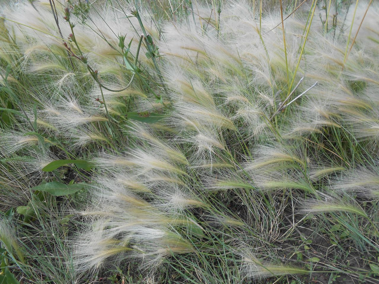 трава, цветы - июль 2018 группа ДВИЖЕНИЕ в работе на территории Свердловской, Челябинской и Курганской областях