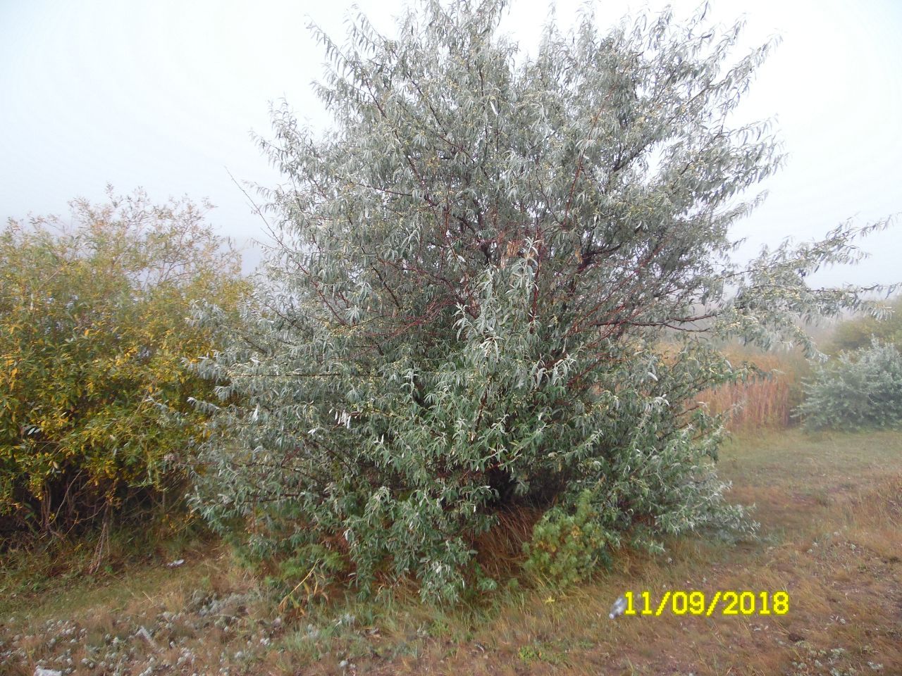 дерево, которое даёт плоды - Аркаим, сентябрь 18.