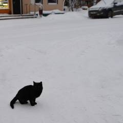 Провожал на маршрут нас чёрный кот Патрик.  - 1 Декабря 2018 года. Парк Оленьи Ручьи. Группа Вестники.