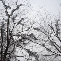 Такое впечатление, что кто сверху с небес, бросал в деревья снежки. - 1 Декабря 2018 года. Парк Оленьи Ручьи. Группа Вестники.