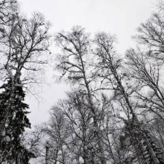 Снежные комья на ветках деревьев, словно птицы.  - 1 Декабря 2018 года. Парк Оленьи Ручьи. Группа Вестники.