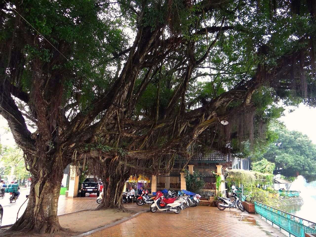 многовековые деревья -  повидали многое - Фотоотчет Вьетнам 2019. Часть 1 - день 1