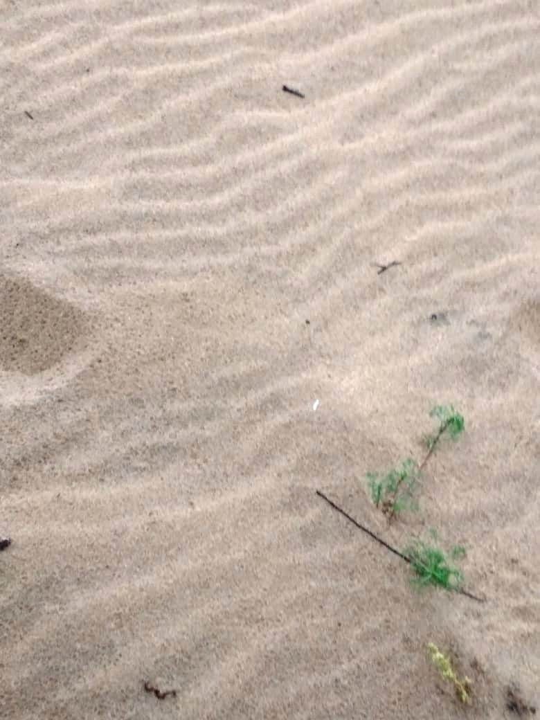 Песок очень очень мелкий, и очень очень мягкий. - Поездка группы Вестники в Казахстан. Меловые горы. Сентябрь 2019 года.