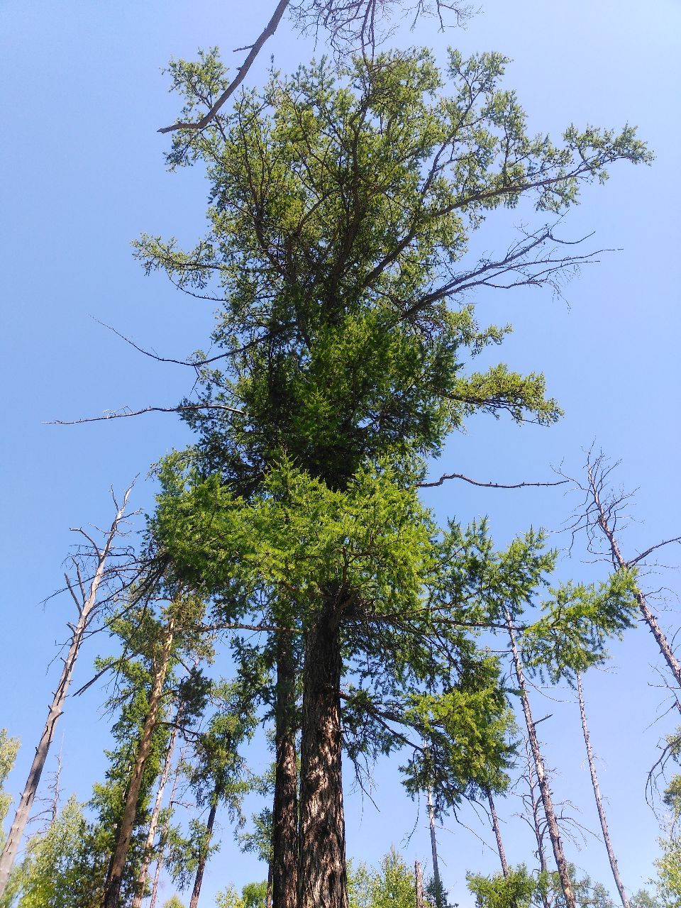 живое дерево с мертвыми ветками - Поездка в пещеру Сугомак и горы малый и большой Сугомак 2020.