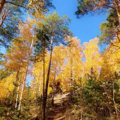 Лес, точно терем расписной, Лиловый, золотой, багряный, Веселой, пестрою стеной Стоит над светлою поляной. - Осень...Очей очарованье.