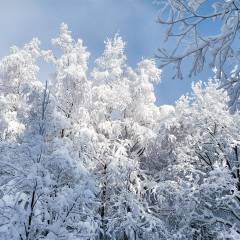 Словами невозможно передать тонкую вязь морозных узоров,  мягкость снежного покрывала на спящих ветвях деревьев - Зима, Зима...Зима настала! Нургуш.
