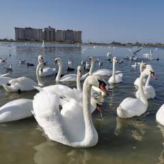 И белый лебедь на пруду... - Этот изумительно- красивый Крым!!!