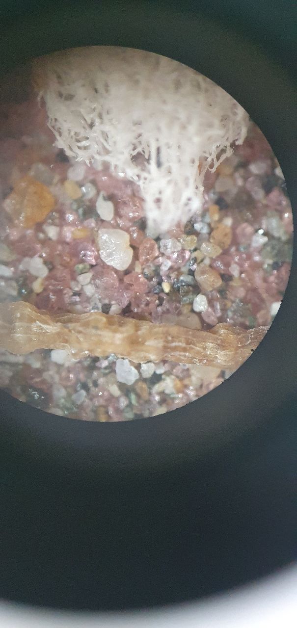 Не не не , это не Юпитер, это вот вид этих малюток под микроскопом. - Поездка на зимний Байкал 5-13 февраля 2021 год.